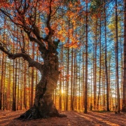 Природа